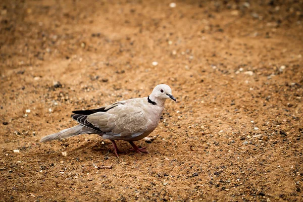 Détail Une Colombe Pigeons — Photo