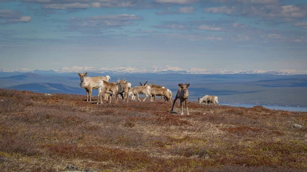 Stádo Sobů Pasoucí Úbočí Hory Švédském Laponsku Krásnou Vyhlídkou Pozadí — Stock fotografie