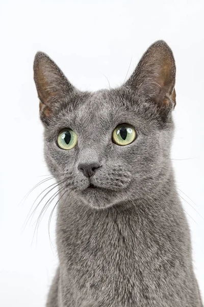 Bewerten Katze Russian Blue Felis Silvestris Catus Alter Jahre Mutter — Stockfoto