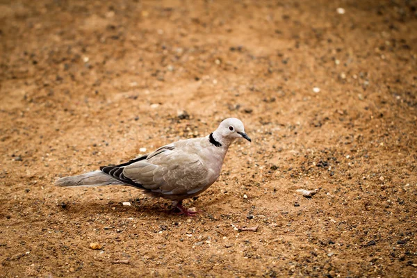 Détail Une Colombe Pigeons — Photo