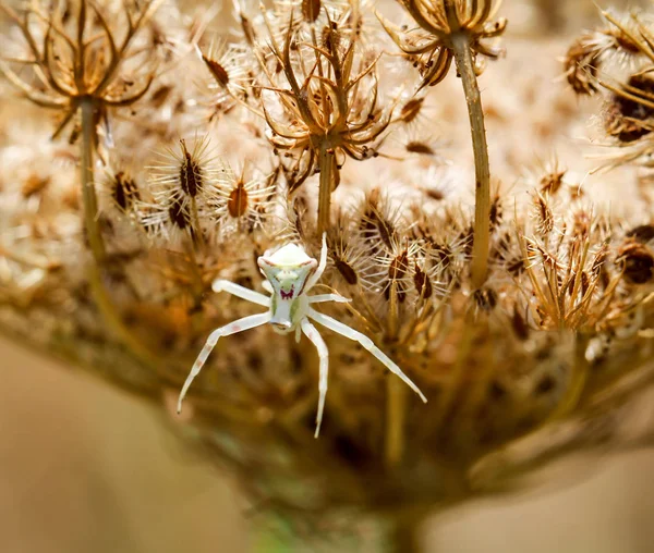 spider on a plant