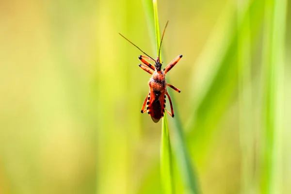 Bug Sur Une Feuille — Photo