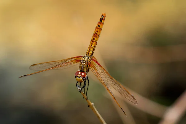 Insekten Flora Und Fauna Der Libellen — Stockfoto