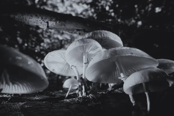 Champignon Porcelaine Sur Bois Mort Dans Plan Macro Noir Blanc — Photo