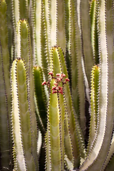 Planta Tropical Cacto Cactos — Fotografia de Stock