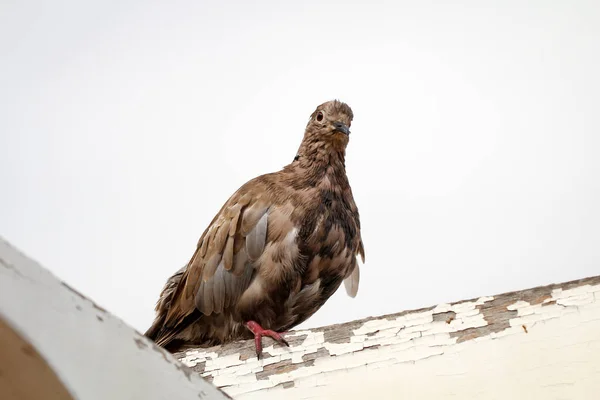 Detail Dove Pigeons — Stock Photo, Image