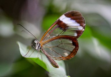 close up of butterfly in habitat, wildness concept   clipart