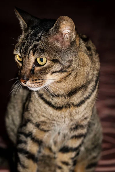 Портрет Кошки — стоковое фото