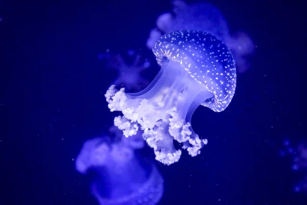 Medúzy Mořská Podmořská Fauna — Stock fotografie