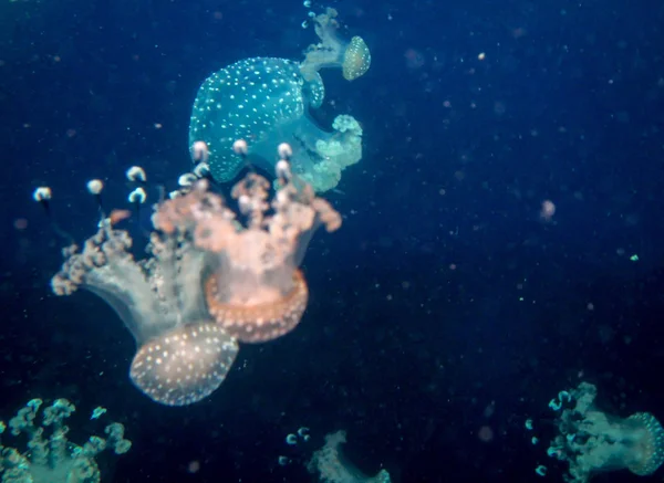Медузы Морская Фауна — стоковое фото