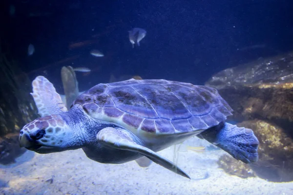 Exotiska Sköldpaddsdjur Naturfauna — Stockfoto