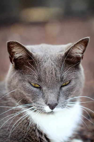 猫的肖像 — 图库照片