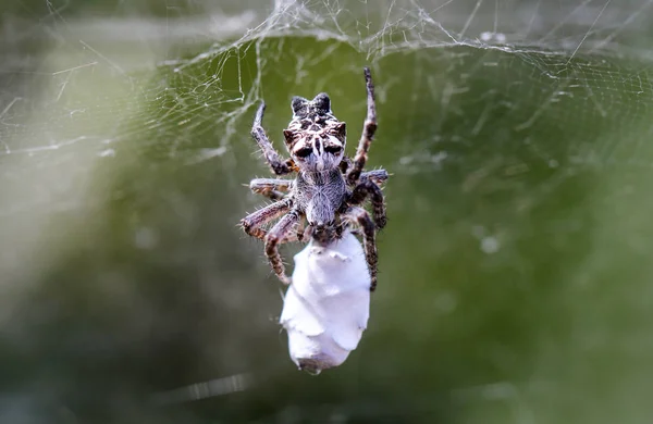 Cyrtophora Citricola Opuntia Spin — Stockfoto