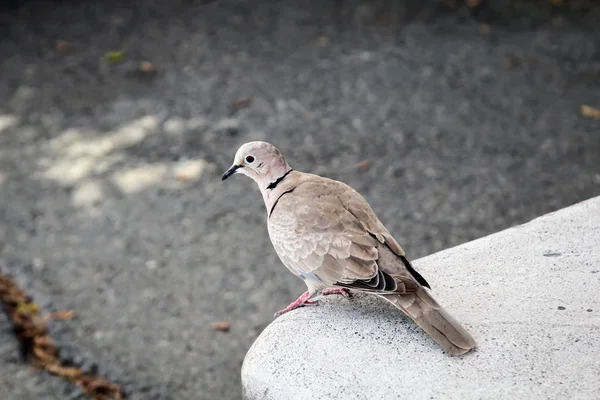 Detail Dove Pigeons — Stock Photo, Image