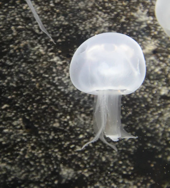 Águas Vivas Fauna Subaquática Marinha — Fotografia de Stock