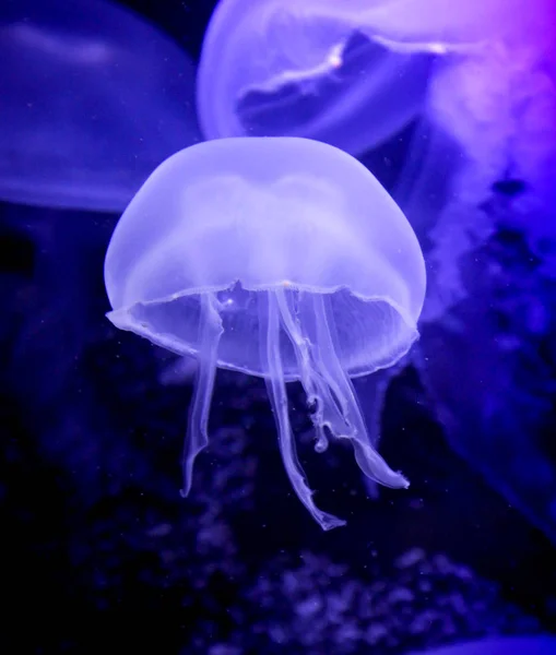 Медуза Морська Підводна Фауна — стокове фото