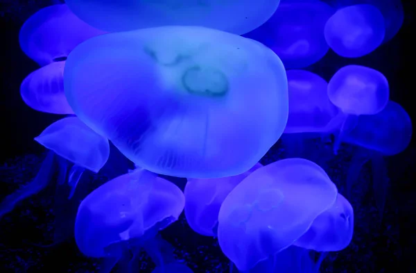 Meduzy Morskie Podwodne Zwierzęta — Zdjęcie stockowe