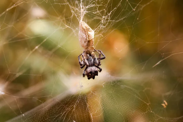 Cyrtophora Citricola Opuntia Spinne — Stockfoto