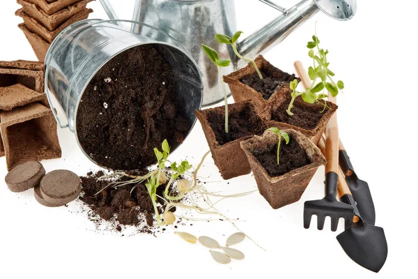 Still Life Gardening Tools Peat Tablets Pots Young Seedlings Isolated — Stock Photo, Image
