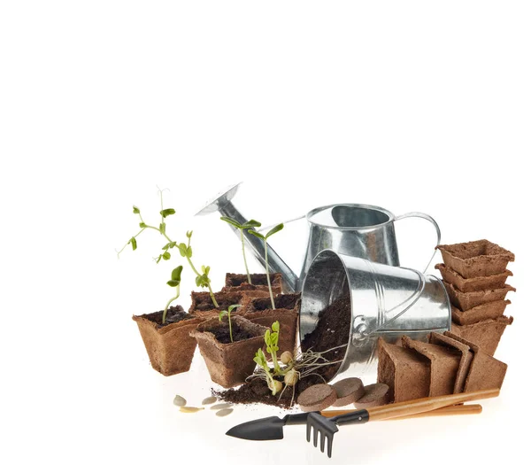 Still Life Gardening Tools Peat Tablets Pots Young Seedlings Isolated — 스톡 사진