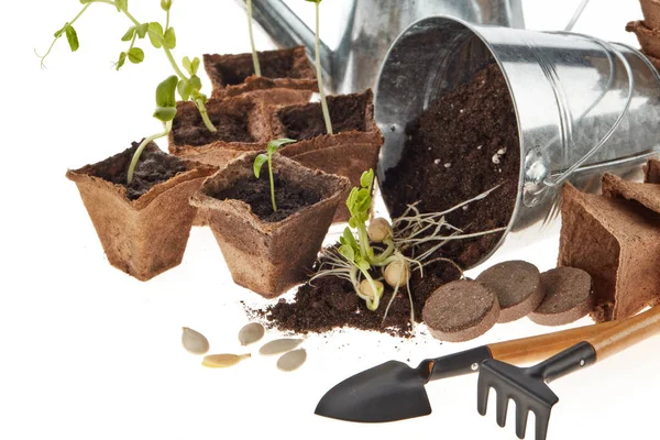Still Life Gardening Tools Peat Tablets Pots Young Seedlings Isolated — 스톡 사진