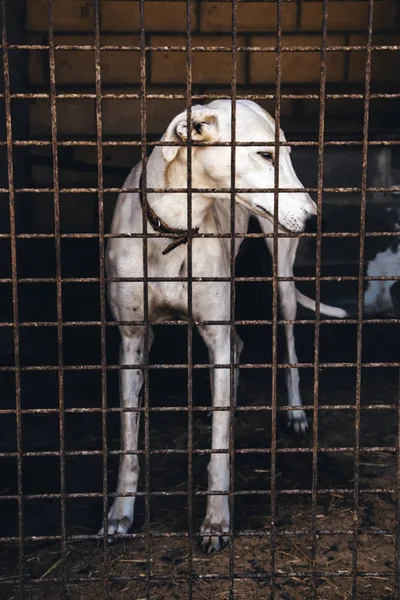 Cães Abandonados Enjaulados Detalhes Animal Estimação Buscando Adoção Tristeza Tristeza — Fotografia de Stock
