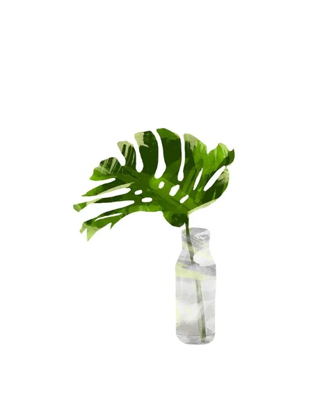 Giungla Tropicale Monstera Lascia Bottiglia Vaso Isolato Fondo Bianco Clip — Foto Stock