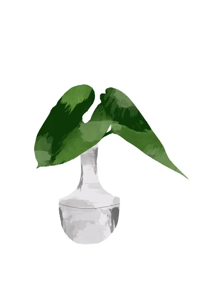 Tropische Jungle Monstera Bladeren Fles Vaas Geïsoleerd Witte Achtergrond Bloemen — Stockfoto