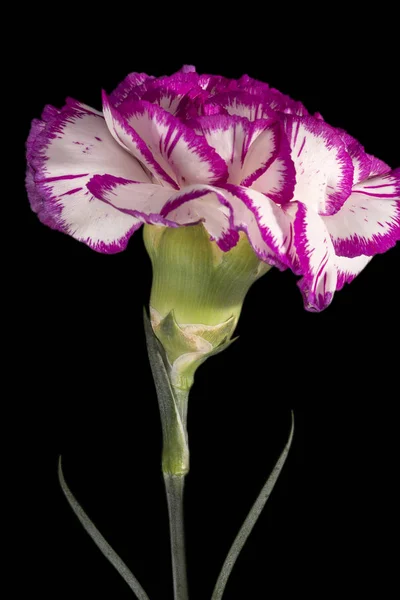 Flor Única Cravo Roxo Dianthus Isolado Fundo Preto Close — Fotografia de Stock