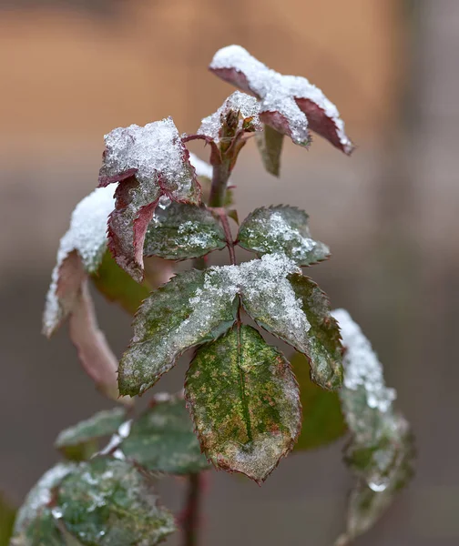 Cabang Mawar Dengan Daun Hijau Ditutupi Dengan Lapisan Salju Hari — Stok Foto