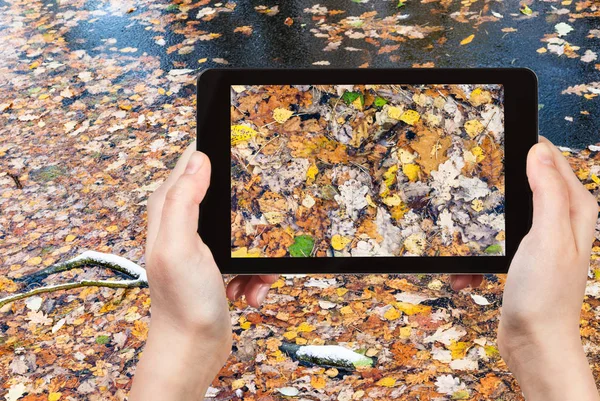 Concepto Viaje Fotografías Turísticas Hojas Caídas Agua Congelada Del Río —  Fotos de Stock