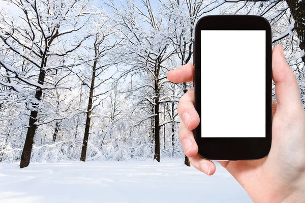 Travel Concept Tourist Photographs Oaks Snow Covered Glade City Park — Stock Photo, Image