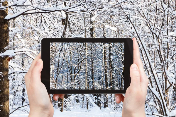 Reisekonzept Touristenfotos Von Dickicht Verschneiten Wald Einem Sonnigen Wintertag Auf — Stockfoto