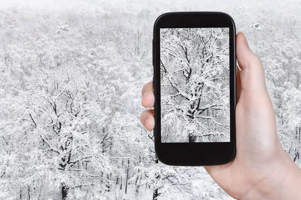 Concepto Viaje Fotografías Turísticas Roble Cubierto Nieve Nevadas Bosque Invierno —  Fotos de Stock