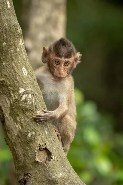 Bébé Caméra Visage Macaque Longue Queue Sur Arbre — Photo