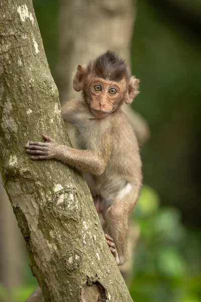 Bebé Cola Larga Macaco Frente Cámara Árbol —  Fotos de Stock