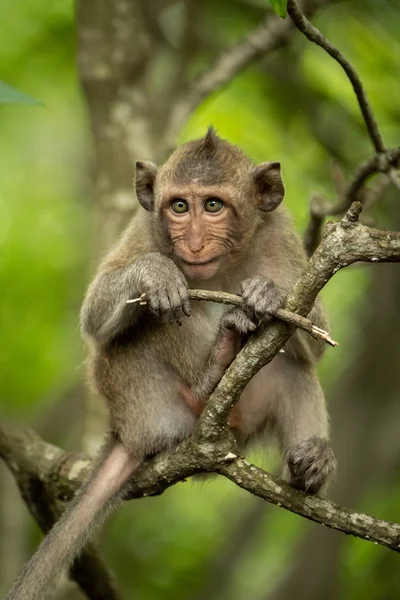 Bébé Macaque Longue Queue Dans Arbre Avec Rameau — Photo
