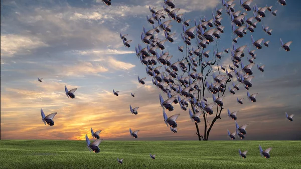 Drzewa Kształcie Serca Motyl Zachód Słońca Piękny Niebo Zachód Słońca — Zdjęcie stockowe