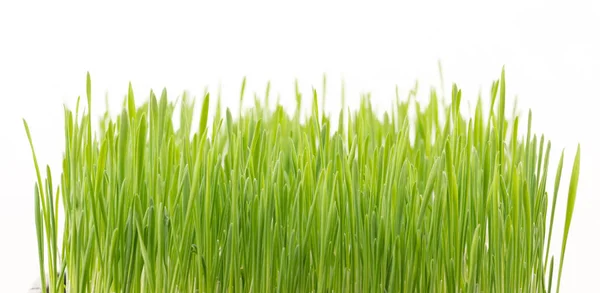 Świeże Zielone Trawy Pszenicy Izolowane Białym Tle — Zdjęcie stockowe