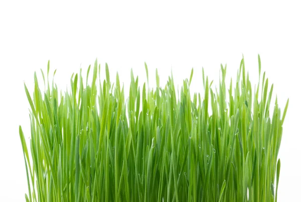 白い背景に隔離された新鮮な緑の小麦草 — ストック写真
