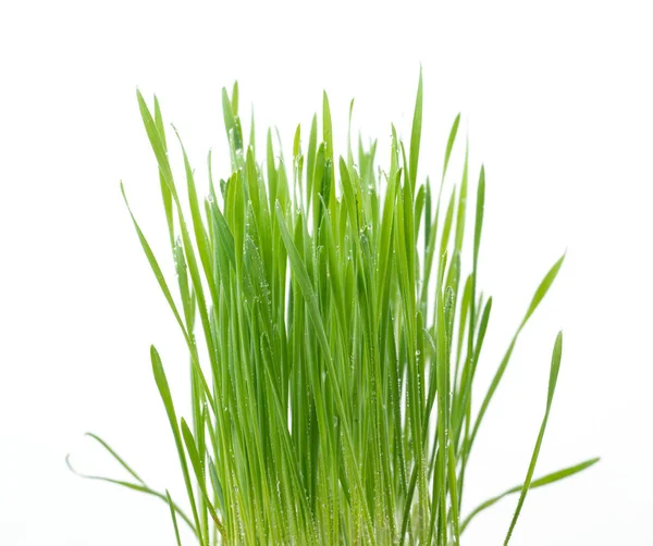 白色背景下的鲜绿色麦草 — 图库照片