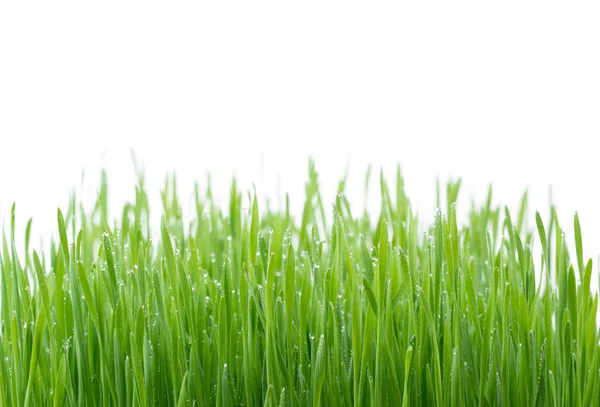 Hierba Trigo Verde Fresca Aislada Sobre Fondo Blanco — Foto de Stock