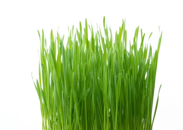 白色背景下的鲜绿色麦草 — 图库照片