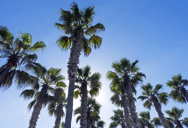 Palmy Błękitne Niebo Kalifornii Usa — Zdjęcie stockowe
