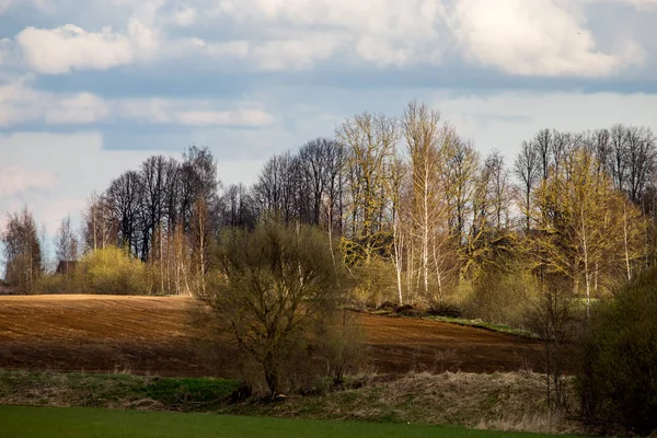 Plowed field with trees on the back, against a blue sky. Spring landscape with cornfield, wood and cloudy blue sky. Classic rural landscape in Latvia.