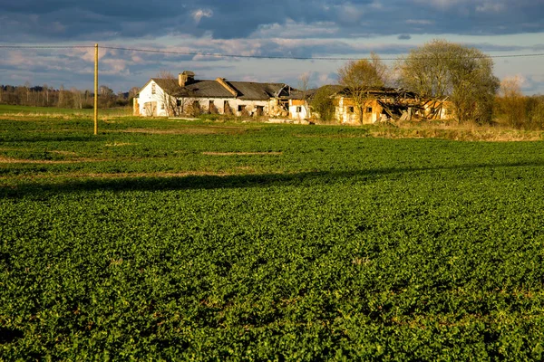 Campo Verde Com Cereal Velha Casa Fazenda Parte Trás Contra — Fotografia de Stock