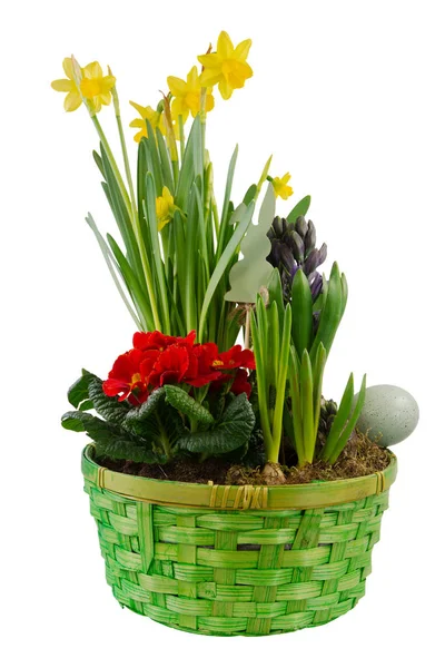 Decoración Pascua Aislada Con Flores Primavera Una Canasta Verde —  Fotos de Stock
