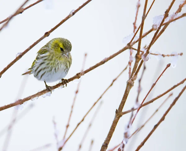 Feminino Eurasian Siskin Pássaro Sentado Ramo Uma Árvore Coberta Neve — Fotografia de Stock