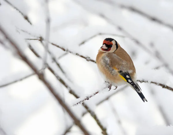 Closeup European Goldfinch Sitting Snow Covered Tree Branch — Stock Photo, Image