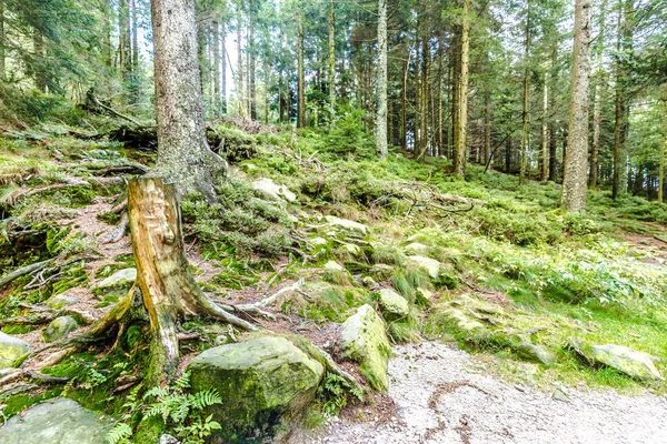 古い木の切り株と風光明媚な春や夏の風景に山の斜面に オープンなクリアリングの林床の苔の緑色岩 — ストック写真